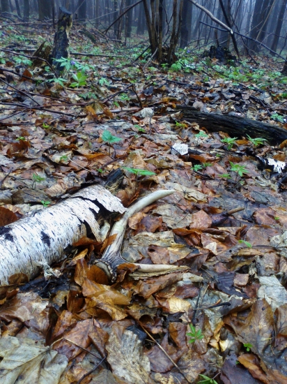 Na Bielu sobotu biely zhod