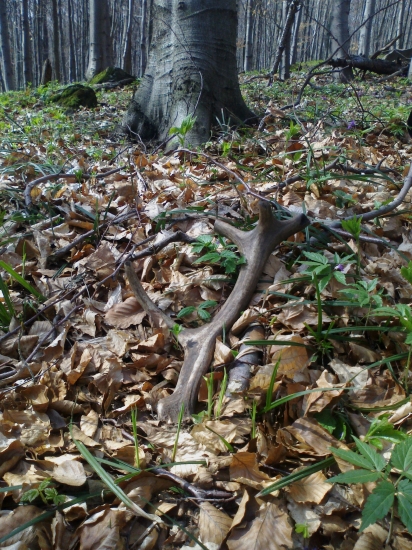 chovny jak lusk,čerstvo zhodeny