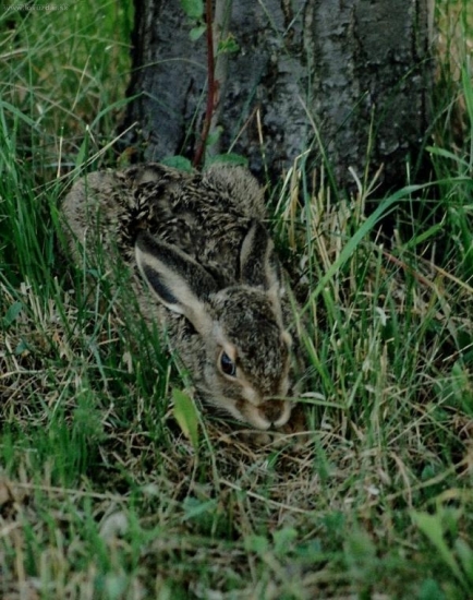 Zajac Poľný - maskovanie