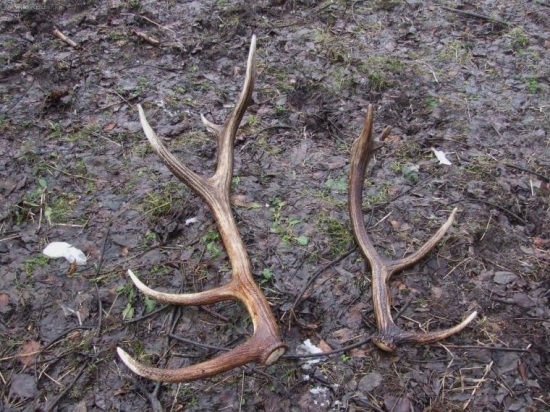 Prvé tohto roku(kamarátove)