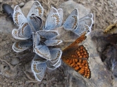 Motýlia krása