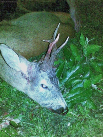 zahraničný hostia 1.