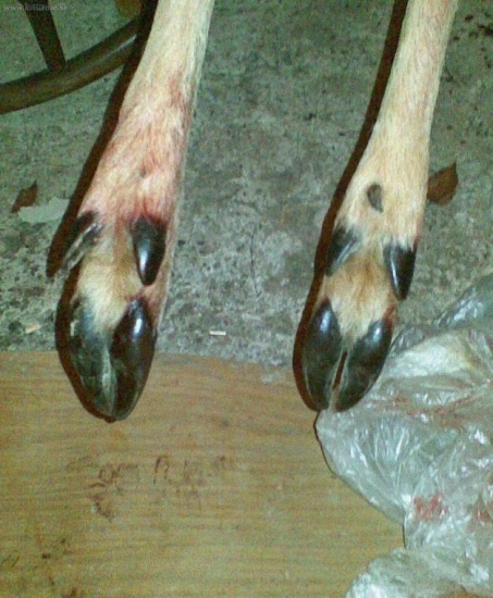 vlčí pazúr...[srnec]