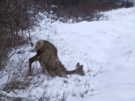 zdravotny stav zvery