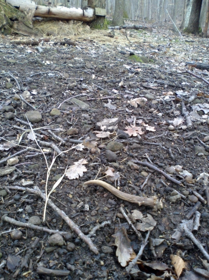 Zlaty-podstivo vychodeny