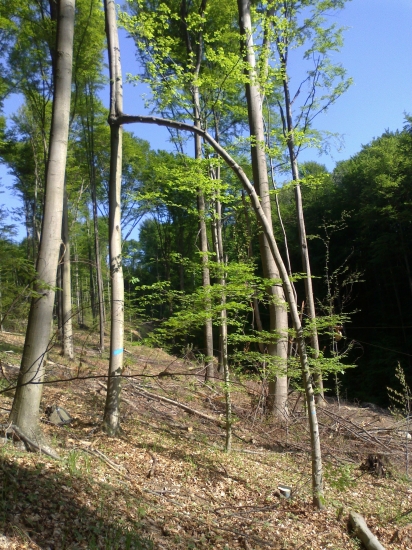 Priroda