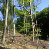 Priroda