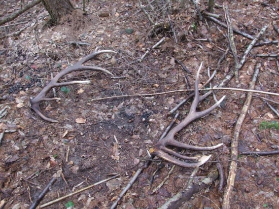 Dnešné (14-torák , opäť kamarátové)
