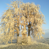 Ladove kralovstvo