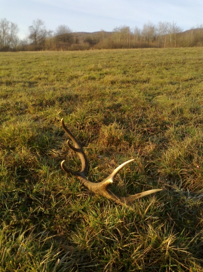 v jarnych slnecnych lucoch