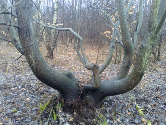 Priroda dokaže čary