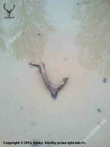 na poli v mlake