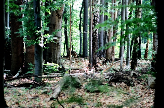 VLčko.