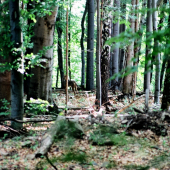 VLčko.