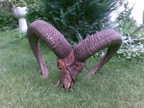 Muflon 5-ročný úhyn