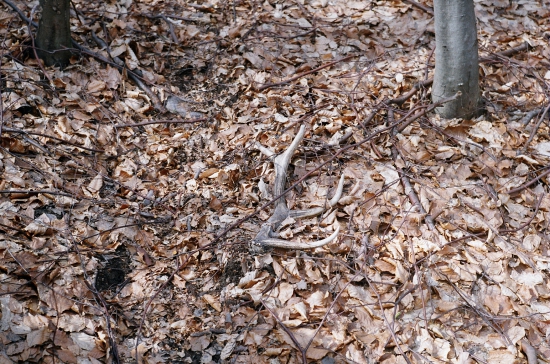 na chodniku od zvery