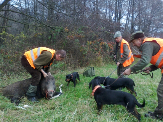 trocha pocvičit psy