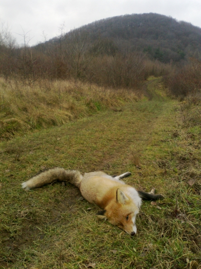 piata...