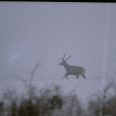 December pred 22 rokmy