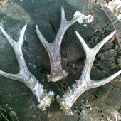 V rubanisku