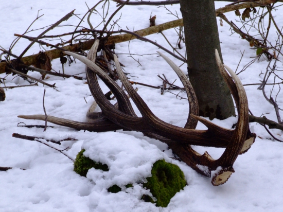 uhadzovanie haluziny