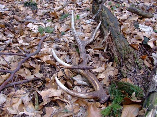 o necele 2 mesiace to začne.