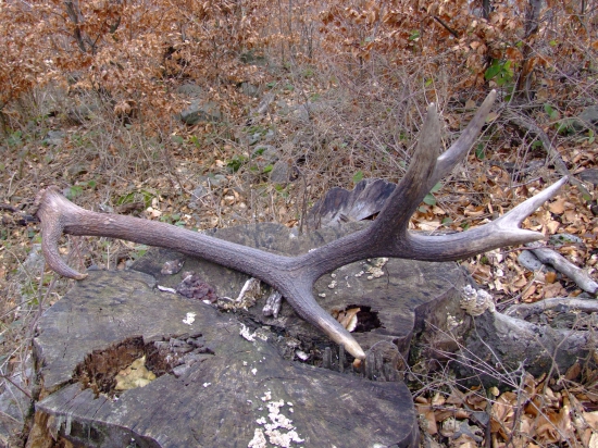 tu je par (susedov prvy)