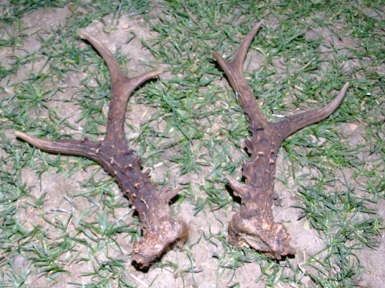 kamaratov srnči par