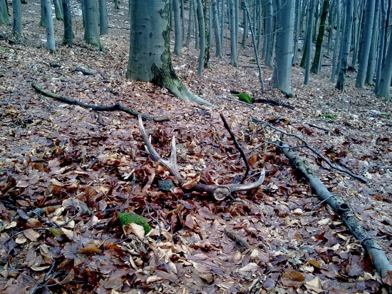 skoro som nan stupil