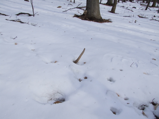 prekvapenie pod snehom