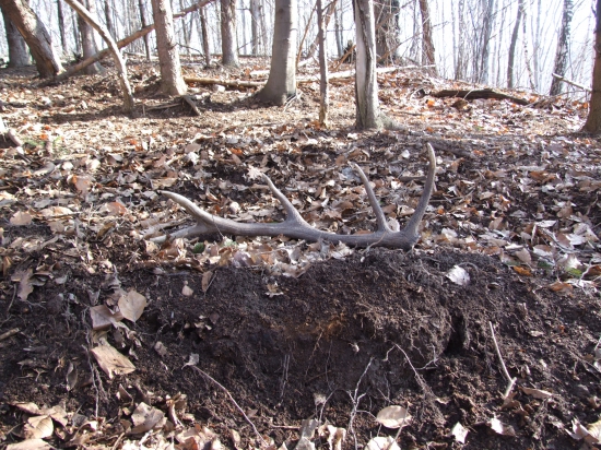 pri diviačom ležovisku