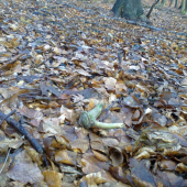 sezona zahajena a hned kapitalny  1/2015