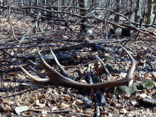 Kamaratova 18-ka a 2,85kg