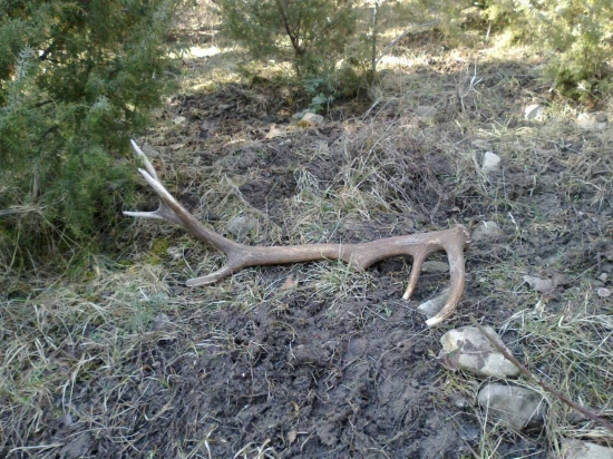 Borievkovy-kamarata.