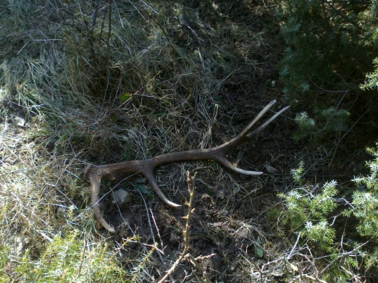 Borievkovy do paru-kamaratov