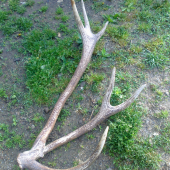 U kamarata-4,2kg