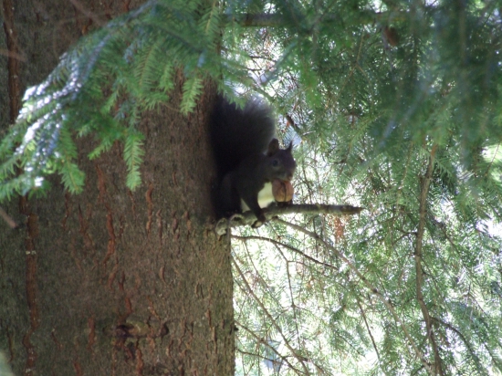 stromokocur orechovy