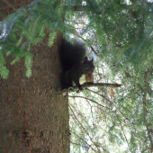 stromokocur orechovy