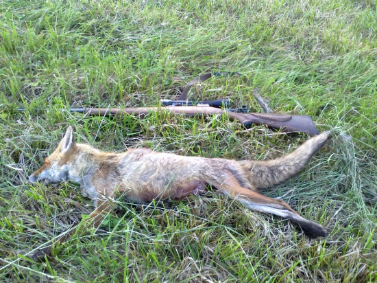fox
