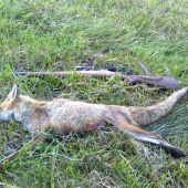 fox