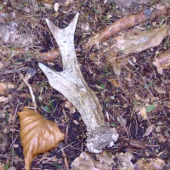odležany
