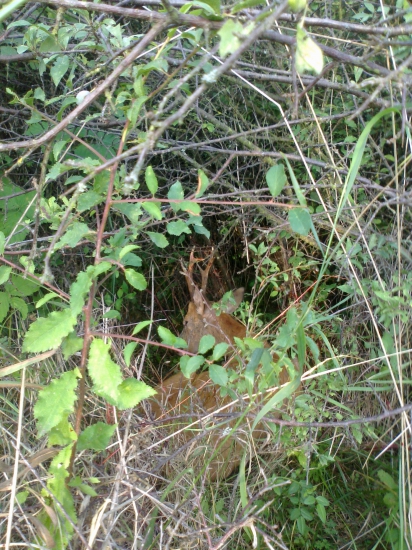 po rane na komoru,ešte odskočil 6m a tak zhasol-7x64..