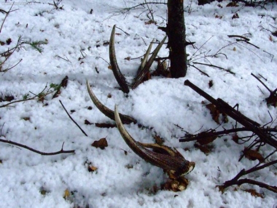 krása pod snehom...