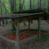 jablčka