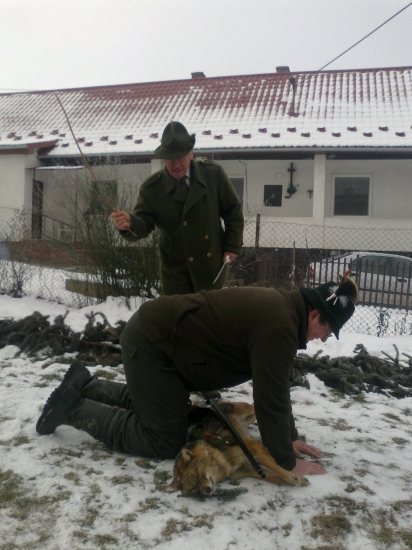 Pasovanie-šakal zlaty