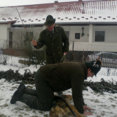 Pasovanie-šakal zlaty