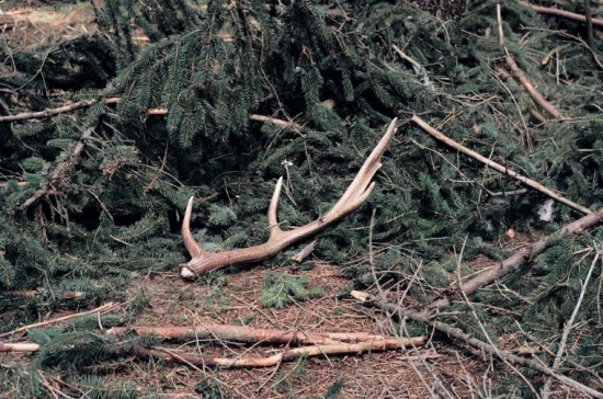 Sika