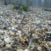 14/2016 12-toračik 0,92kg
