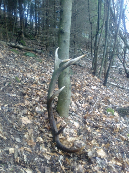 rok stary 12-T ,2,kg,a 18/2016