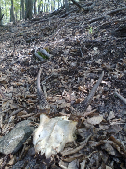 uhyn 1r Daniela v Slanskych.